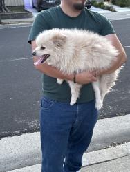 Found/Stray Male Dog last seen Charmain and darryl drive, Campbell, CA 95008