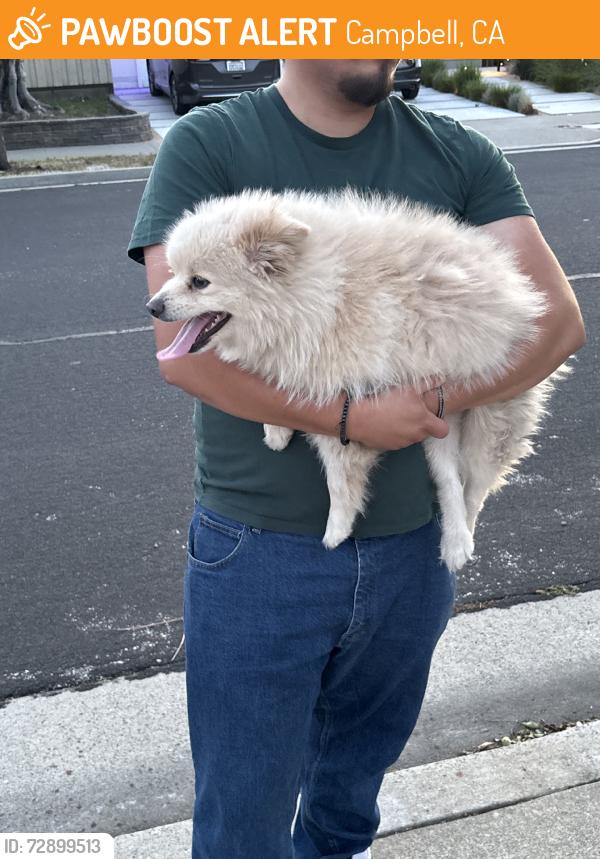 Found/Stray Male Dog last seen Charmain and darryl drive, Campbell, CA 95008