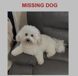 Lost Male Dog last seen Hairston Crossing Rd, DeKalb County, GA 30083