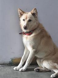 Lost Male Dog last seen Chota bazar shahdara and vetinary dispensary circular road, Delhi, DL 110032