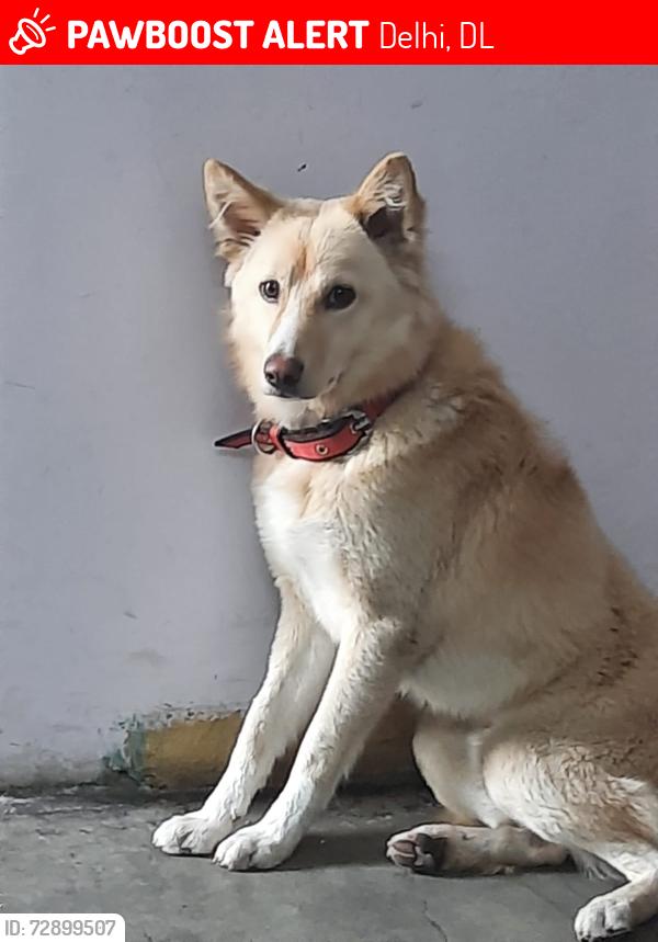 Lost Male Dog last seen Chota bazar shahdara and vetinary dispensary circular road, Delhi, DL 110032