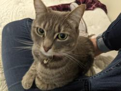 Lost Female Cat last seen Behind sunset esplanade, Hillsboro, OR 97123