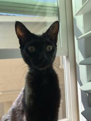 Lost Male Cat last seen Where Sonata Dr ends and Lopes Rd begins, Fairfield, CA 94534