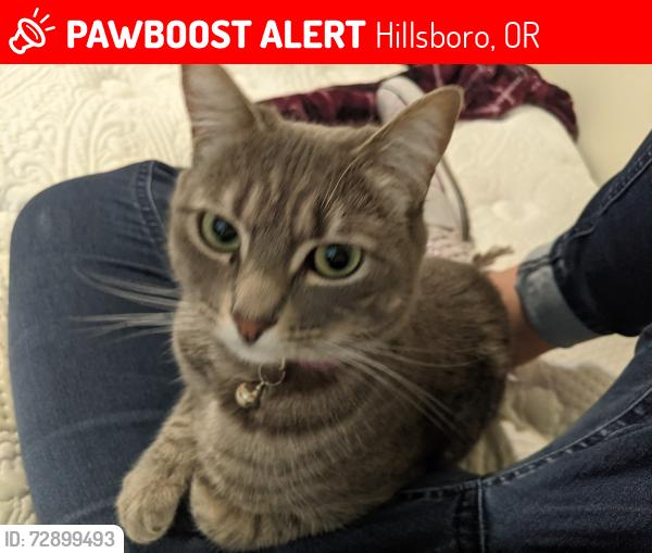 Lost Female Cat last seen Behind sunset esplanade, Hillsboro, OR 97123
