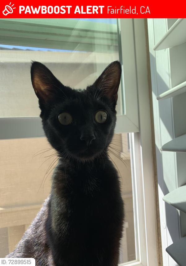 Lost Male Cat last seen Where Sonata Dr ends and Lopes Rd begins, Fairfield, CA 94534