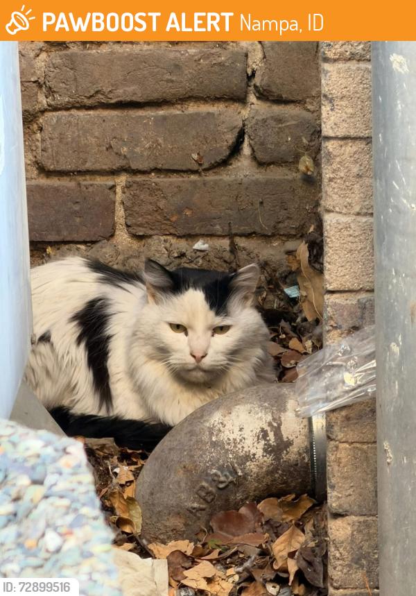 Found/Stray Male Cat last seen Prefunk bar downtown nampa, Nampa, ID 83651