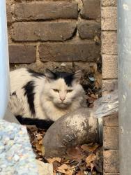 Found/Stray Male Cat last seen Prefunk bar downtown nampa, Nampa, ID 83651
