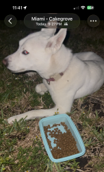 Lost Female Dog last seen 156th NE 13th Avenue stays in the area, North Miami Beach, FL 33162
