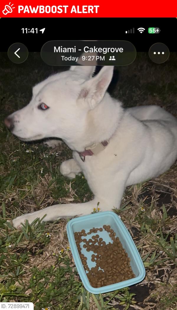 Lost Female Dog last seen 156th NE 13th Avenue stays in the area, North Miami Beach, FL 33162