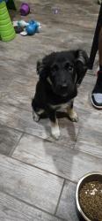 Found/Stray Female Dog last seen On the size of the road clint neidigk rd and seneca trail, Montgomery County, TX 77354