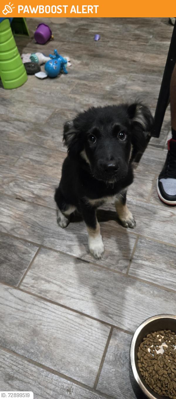 Found/Stray Female Dog last seen On the size of the road clint neidigk rd and seneca trail, Montgomery County, TX 77354