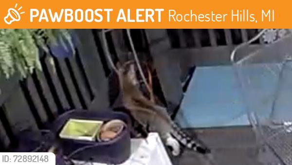 Found/Stray Unknown Cat last seen Crooks & south blvd Rochester hills 48309, Rochester Hills, MI 48307