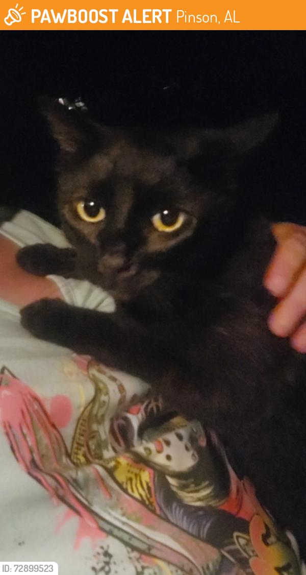 Found/Stray Unknown Cat last seen Bridle path lane, Pinson, AL 35126