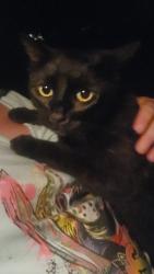 Found/Stray Unknown Cat last seen Bridle path lane, Pinson, AL 35126
