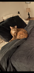 Reunited Female Cat last seen The Grandstand apmts by Walmart, Marietta, GA 30067