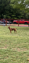 Lost Female Dog last seen Bridgehaven Neighborhood , Converse, TX 78109