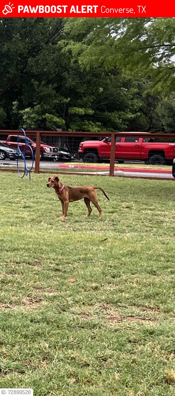 Lost Female Dog last seen Bridgehaven Neighborhood , Converse, TX 78109