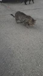 Found/Stray Unknown Cat last seen White ln, Bakersfield, CA 93304