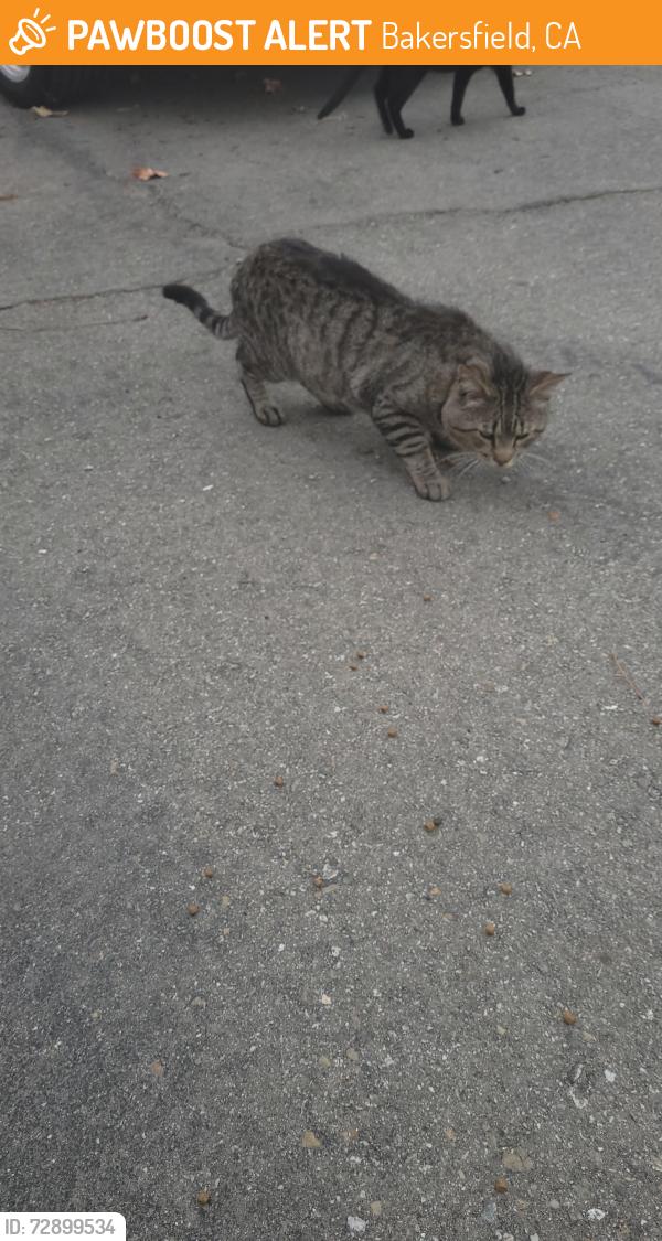 Found/Stray Unknown Cat last seen White ln, Bakersfield, CA 93304