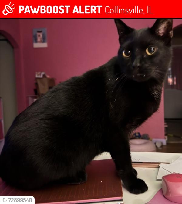 Lost Male Cat last seen St. Louis road Collinsville , Collinsville, IL 62234
