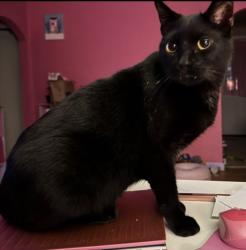 Lost Male Cat last seen St. Louis road Collinsville , Collinsville, IL 62234