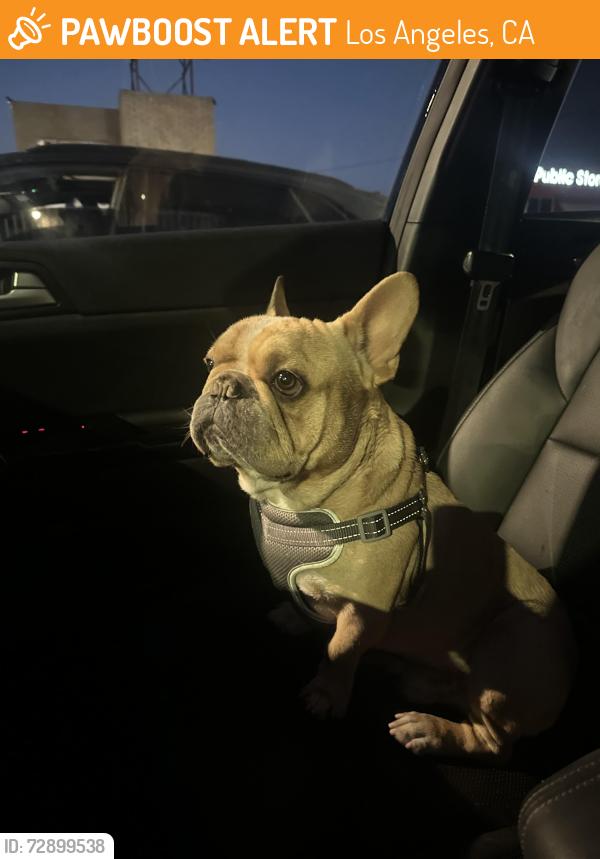 Found/Stray Male Dog last seen De Soto Ave, Los Angeles, CA 91311