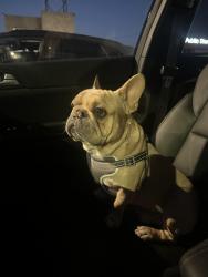Found/Stray Male Dog last seen De Soto Ave, Los Angeles, CA 91311