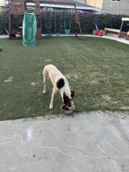 Found/Stray Male Dog last seen 1st , Chula Vista, CA 91910