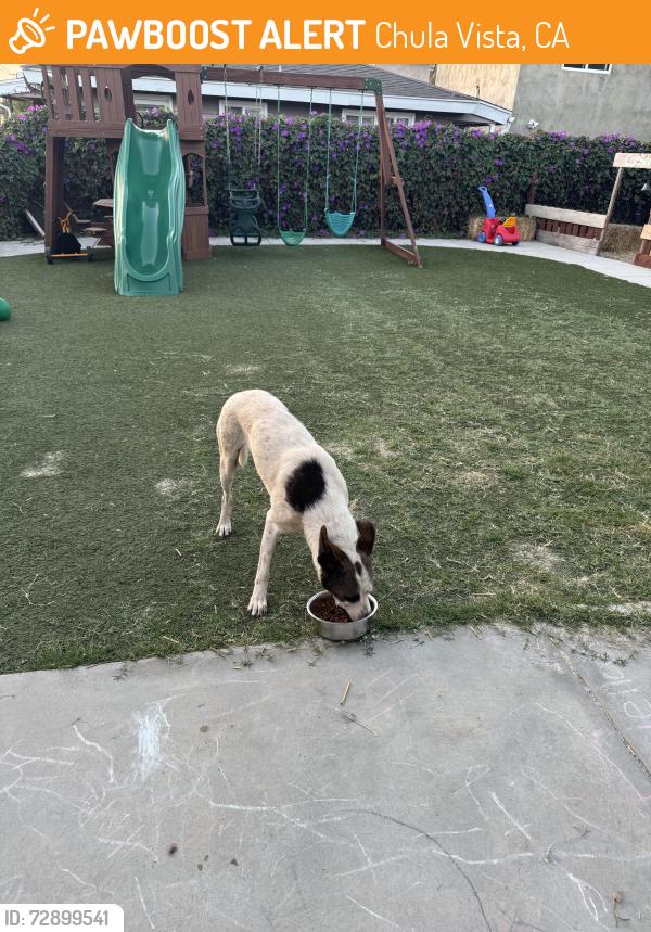 Found/Stray Male Dog last seen 1st , Chula Vista, CA 91910