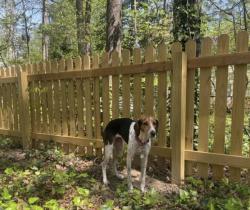 Reunited Female Dog last seen Springfield apmts , Henrico, VA 23294