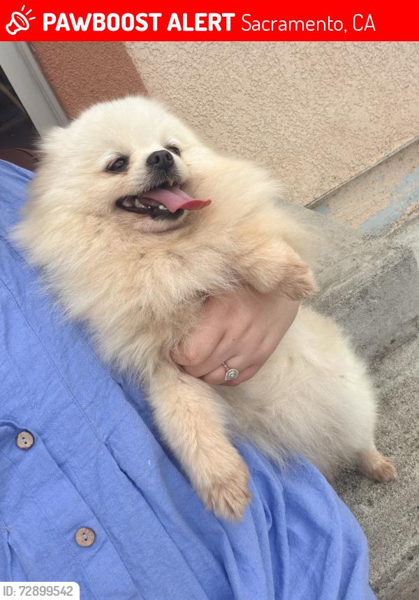 Lost Female Dog last seen Meadowair way , Sacramento, CA 95822