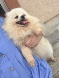 Lost Female Dog last seen Meadowair way , Sacramento, CA 95822
