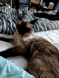 Lost Female Cat last seen 2nd st, Reno, NV 89503