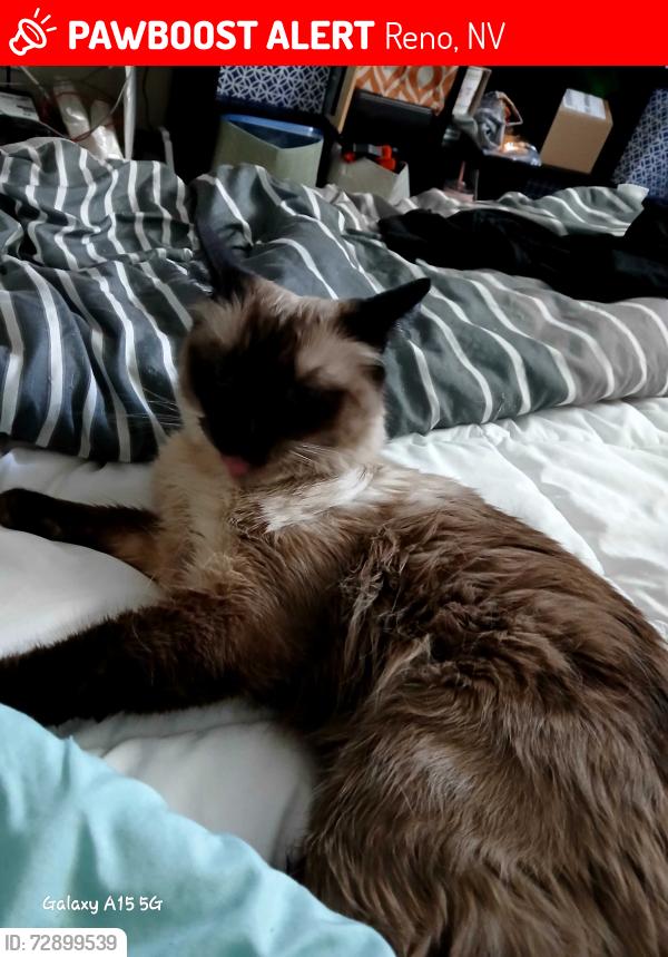 Lost Female Cat last seen 2nd st, Reno, NV 89503