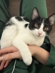 Lost Female Cat last seen Ottawa Hills School, Toledo, OH 43606