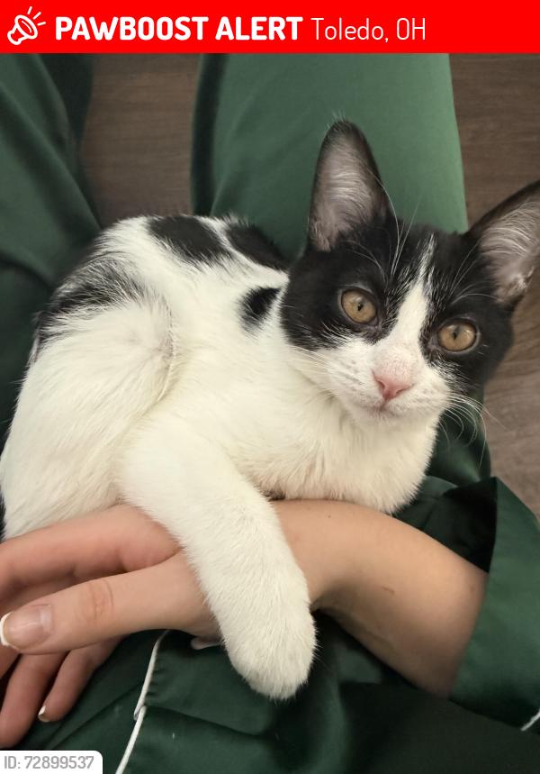 Lost Female Cat last seen Ottawa Hills School, Toledo, OH 43606