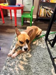Reunited Male Dog last seen Craigmoss, Shopton rd, Gannon drive, NC-160, Charlotte, NC 28278
