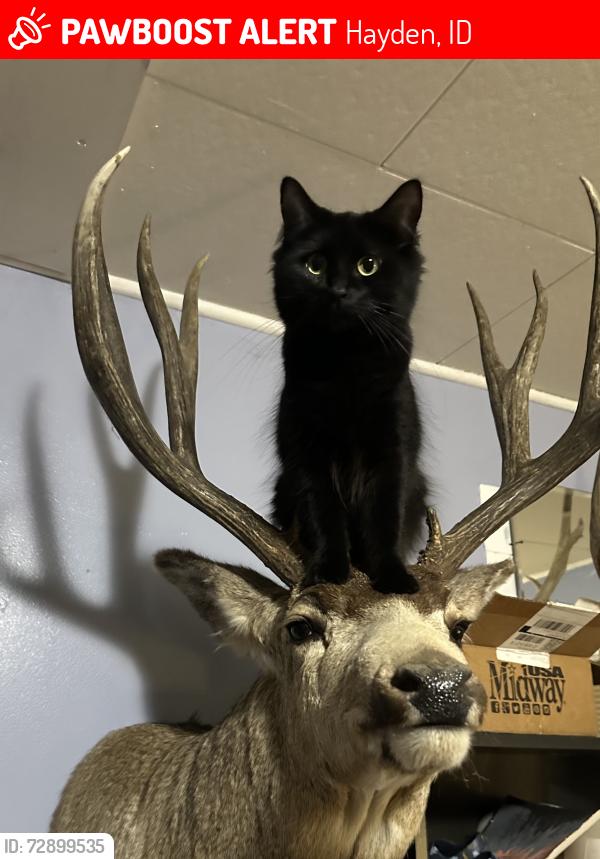 Lost Female Cat last seen Near E Honeyle Ave. Finucane Ranch. Hayden ID, Hayden, ID 83835