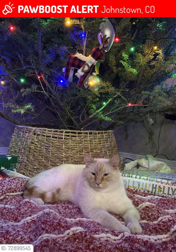 Lost Male Cat last seen Corbett Glenn neighborhood, Johnstown, CO 80534