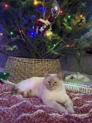 Lost Male Cat last seen Corbett Glenn neighborhood , Johnstown, CO 80534