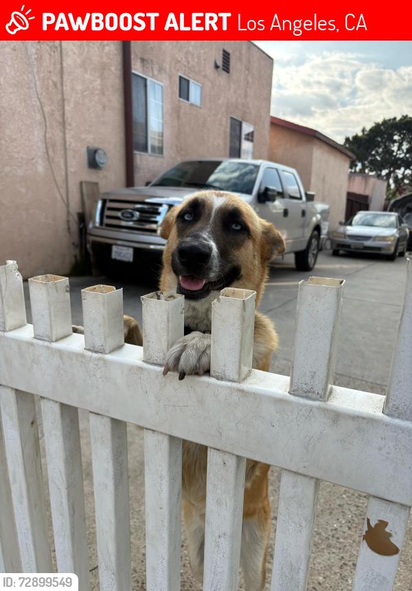 Lost Female Dog last seen Soto and cesar chavez, Los Angeles, CA 90033