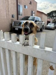 Lost Female Dog last seen Soto and cesar chavez, Los Angeles, CA 90033