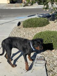 Reunited Female Dog last seen Las hacienda park, Victorville, CA 92394