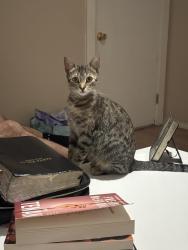 Found/Stray Female Cat last seen Jack Nicklaus Dr, Devine, TX 78016