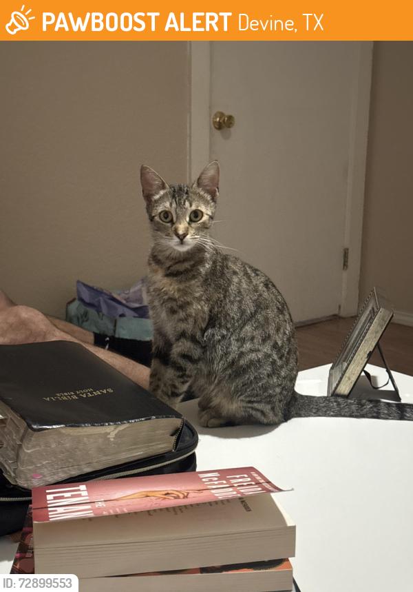 Found/Stray Female Cat last seen Jack Nicklaus Dr, Devine, TX 78016