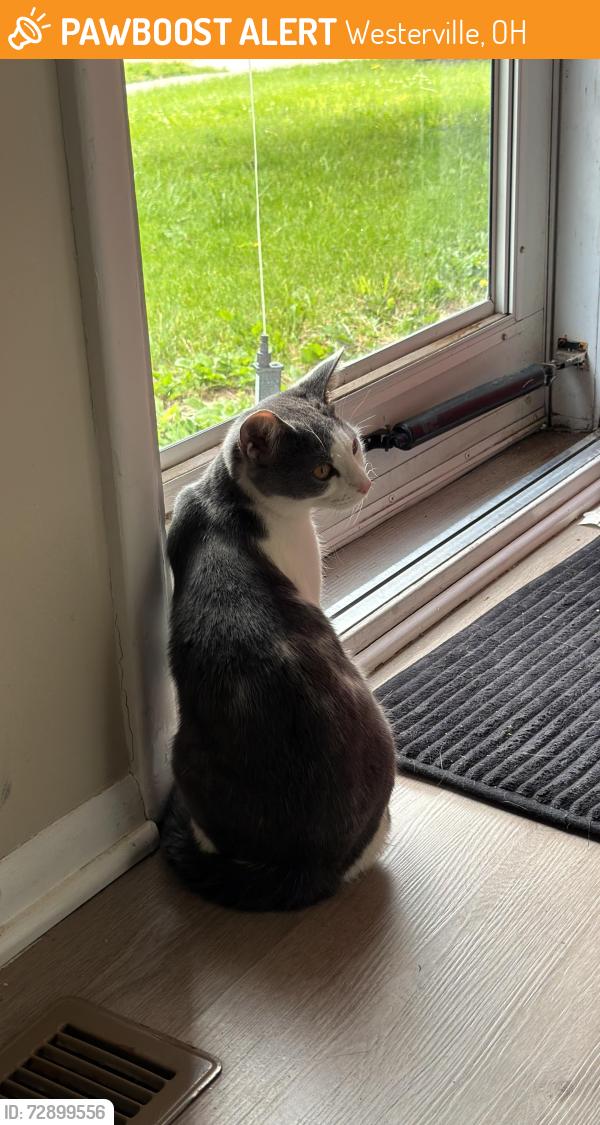 Found/Stray Male Cat last seen Found on 1925 Morse rd , Westerville, OH 43081