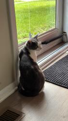 Found/Stray Male Cat last seen Found on 1925 Morse rd , Westerville, OH 43081