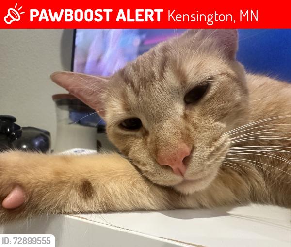 Lost Male Cat last seen Kensington , Kensington, MN 56343