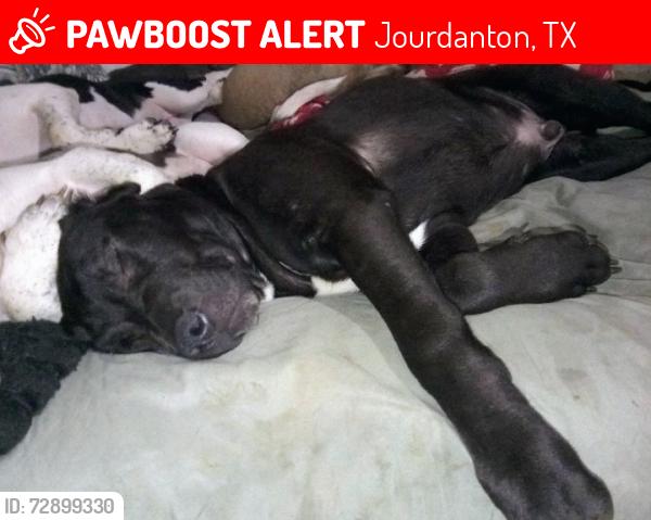 Lost Male Dog last seen Blunzter going to Charlotte Texas or 97 going to jourdanton Texas , Jourdanton, TX 78026