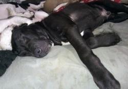 Lost Male Dog last seen Blunzter going to Charlotte Texas or 97 going to jourdanton Texas , Jourdanton, TX 78026